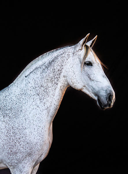Photograph Ignacio Alvar  Thomas Carthusian Mare From Yeguada De La Cartuja on One Eyeland